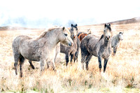 Wesh Ponies, Brecon Beacons