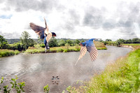 Swallows above the Towy, White Mill